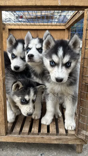 1-3 months Male Purebred Siberian Husky