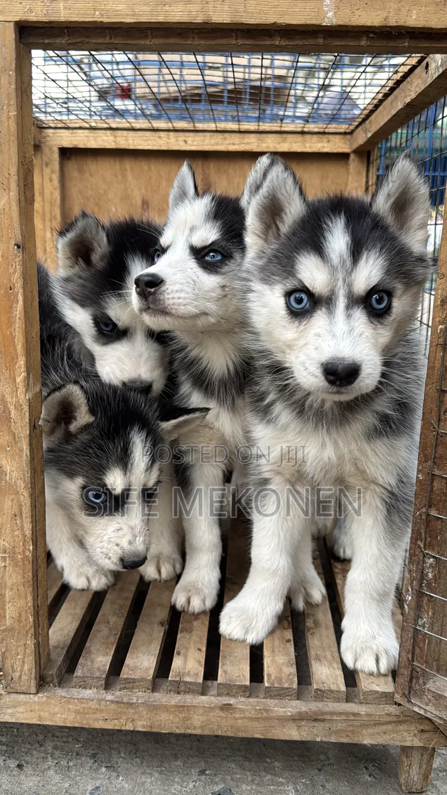 1-3 months Male Purebred Siberian Husky