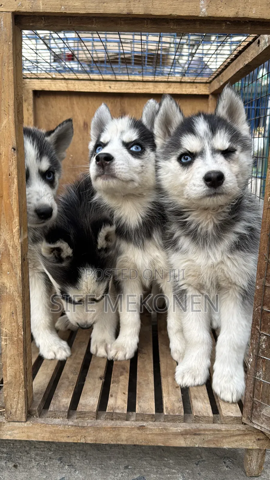 1-3 months Male Purebred Siberian Husky