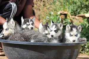1-3 months Male Purebred Siberian Husky