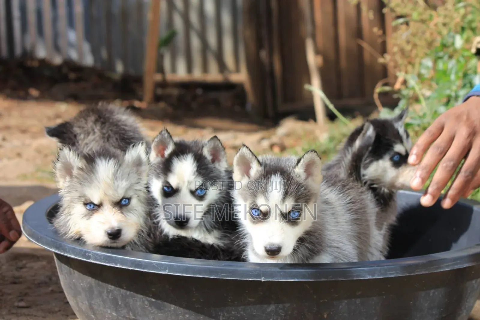 1-3 months Male Purebred Siberian Husky