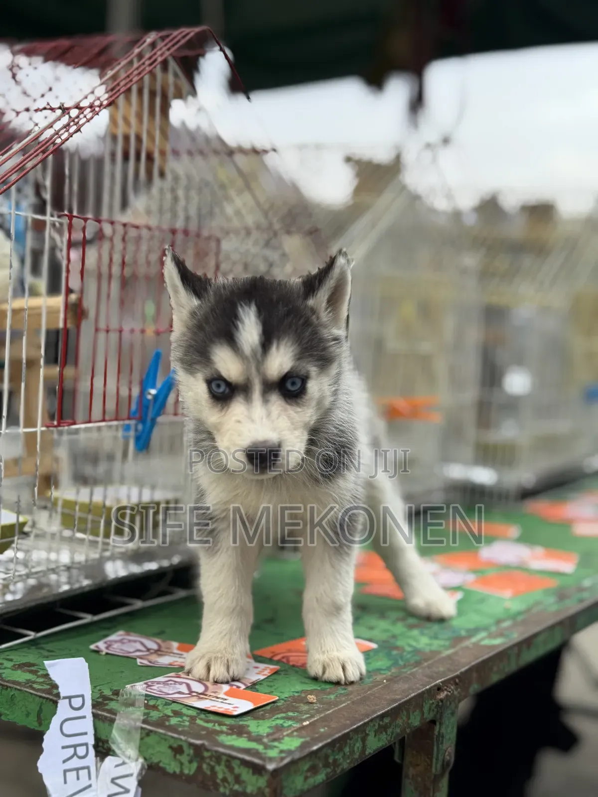 1-3 months Male Purebred Siberian Husky