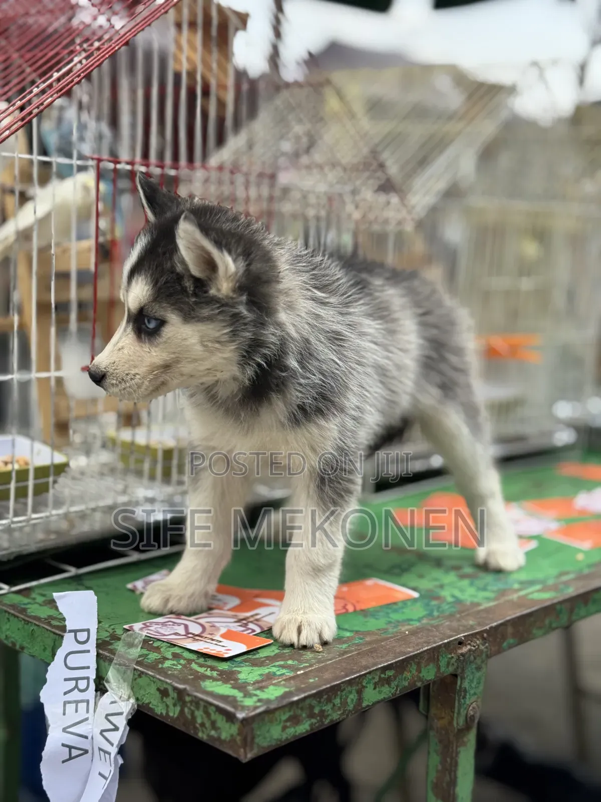 1-3 months Male Purebred Siberian Husky