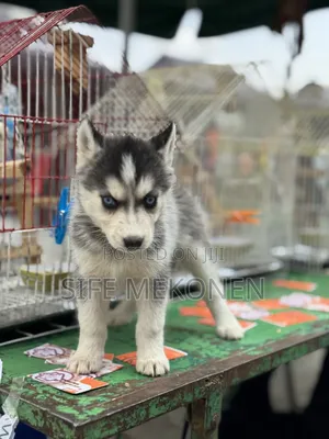 1-3 months Male Purebred Siberian Husky