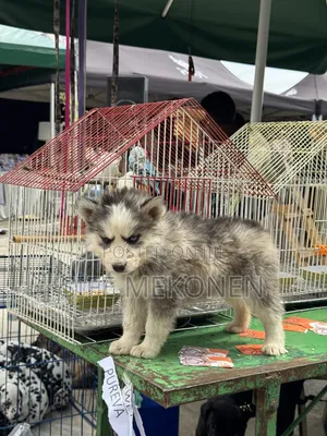 1-3 months Male Purebred Siberian Husky