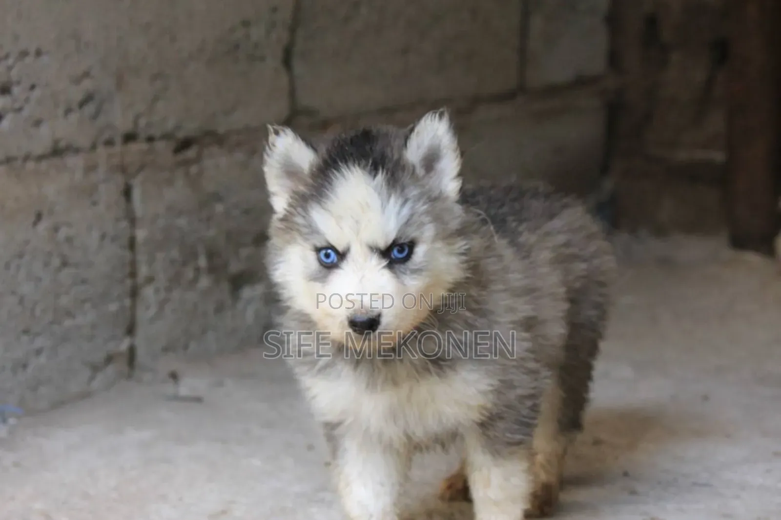 1-3 months Male Purebred Siberian Husky