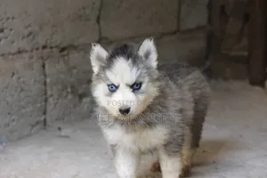 1-3 months Male Purebred Siberian Husky