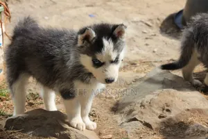 1-3 months Male Purebred Siberian Husky