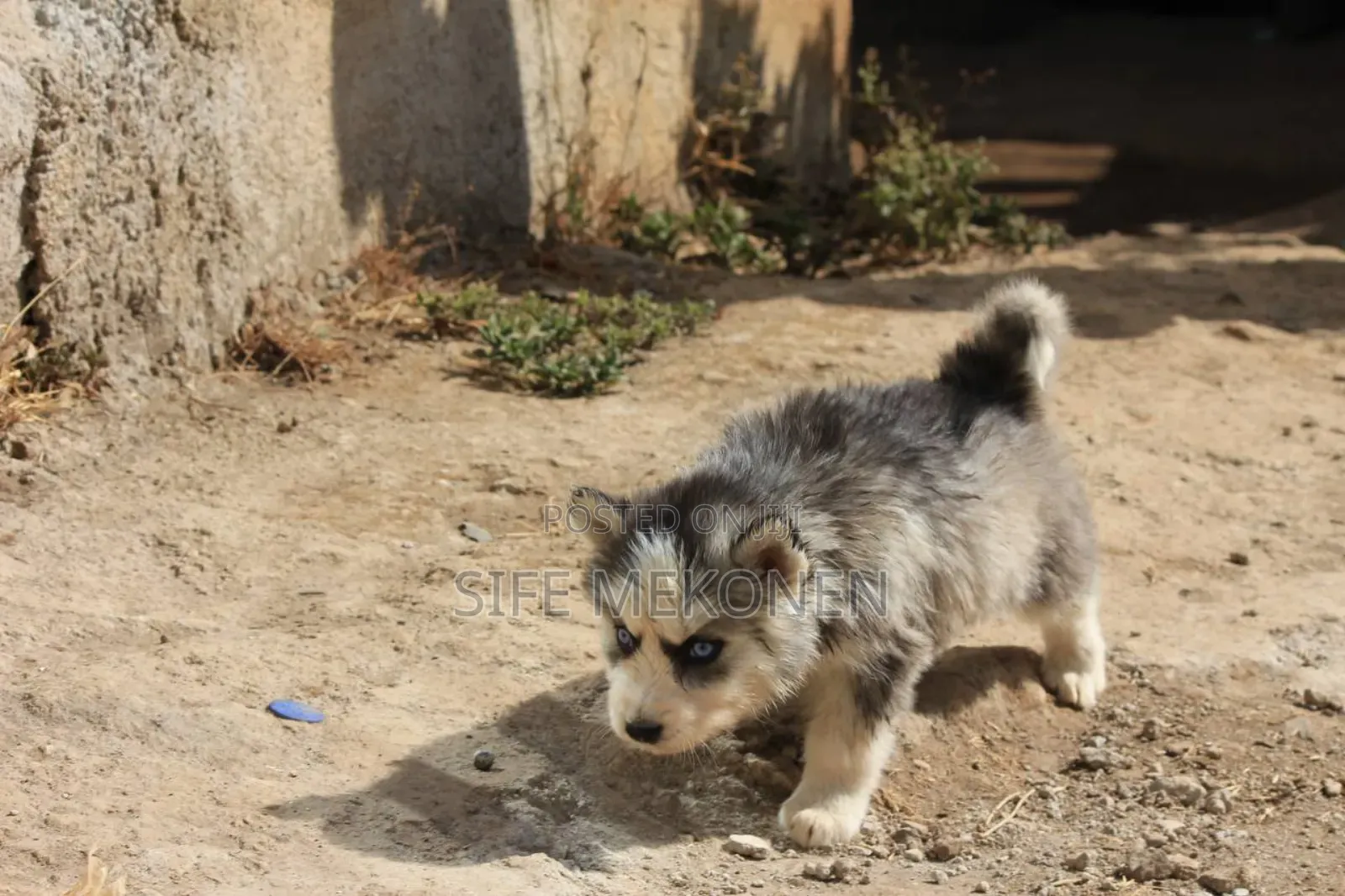 1-3 months Male Purebred Siberian Husky