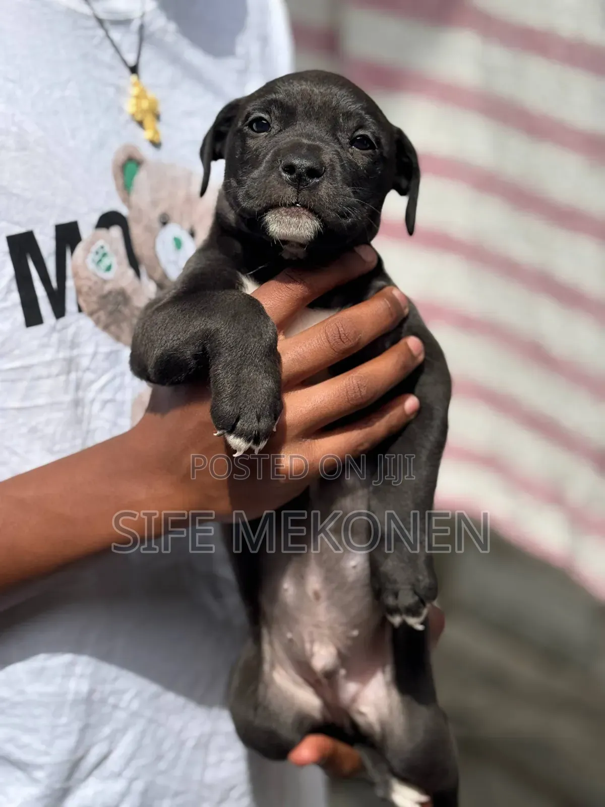 1-3 months Male Purebred American Pit Bull Terrier