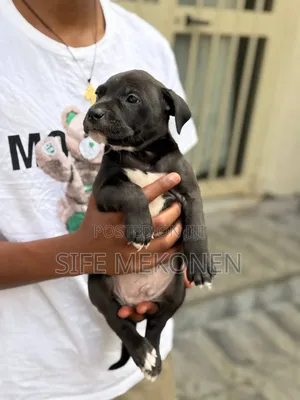 1-3 months Male Purebred American Pit Bull Terrier