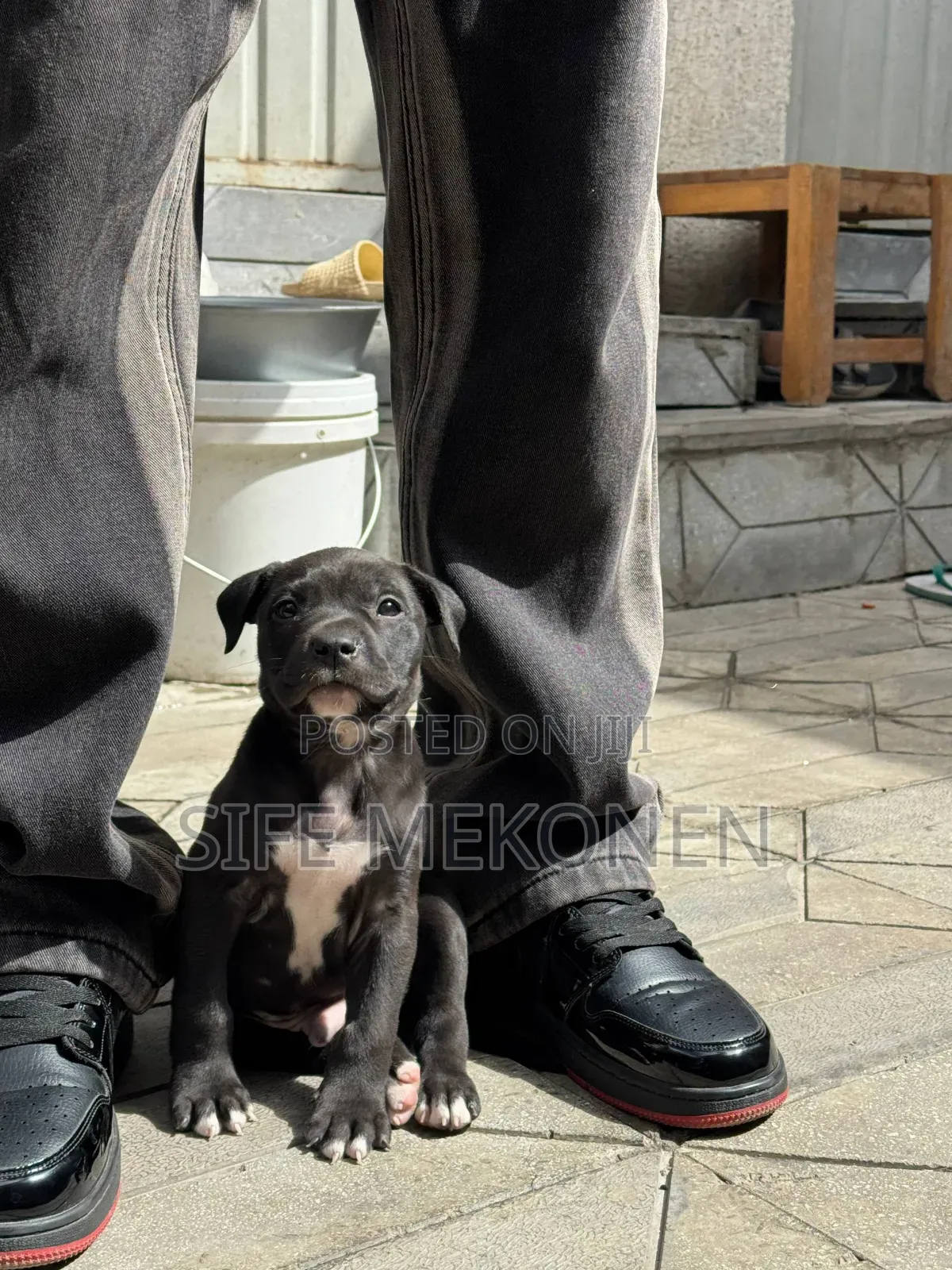 1-3 months Male Purebred American Pit Bull Terrier