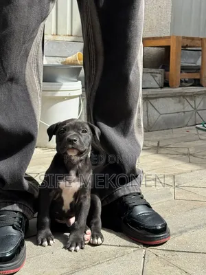 1-3 months Male Purebred American Pit Bull Terrier