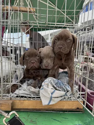 1-3 months Male Purebred Bullmastiff