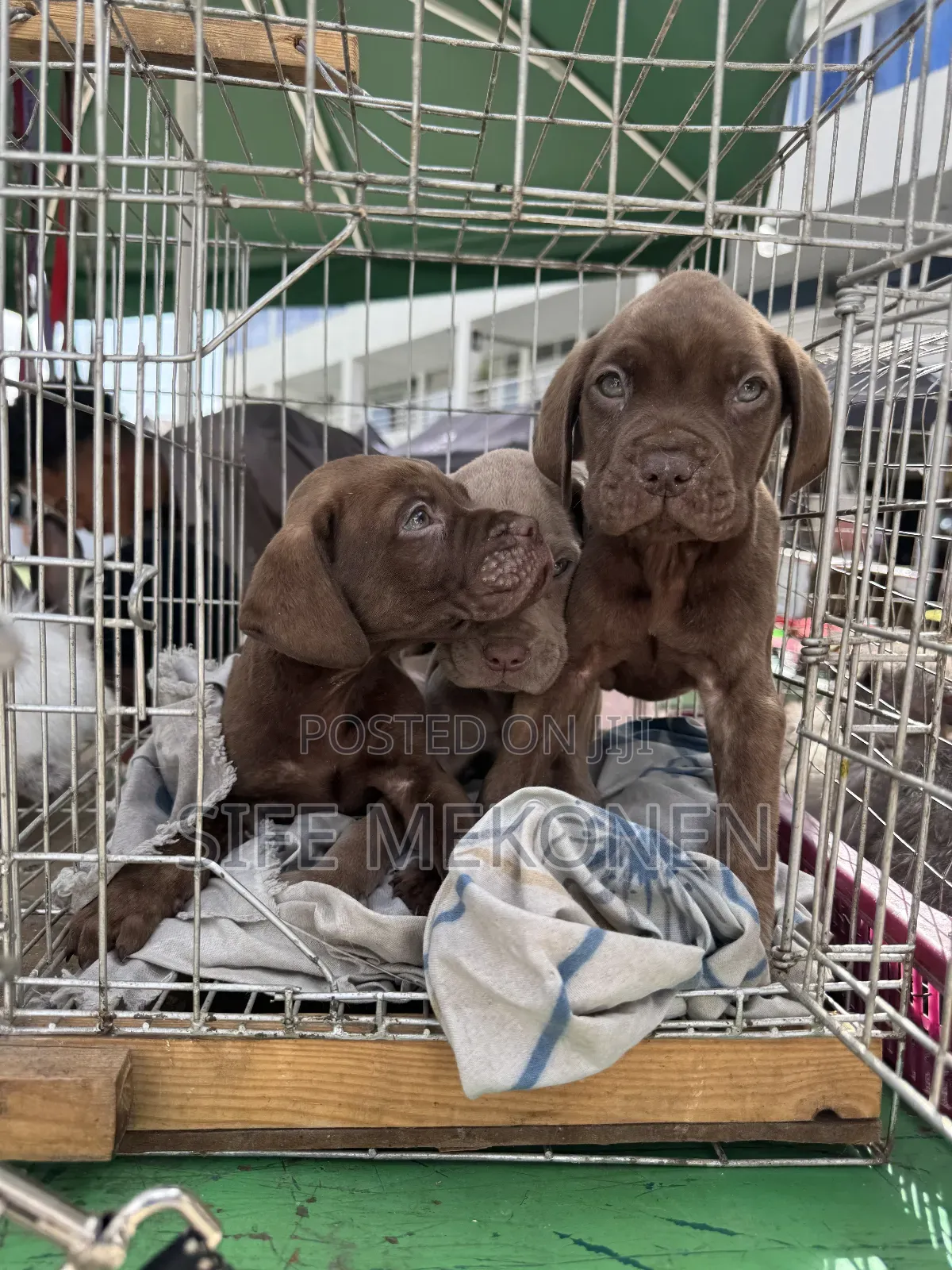 1-3 months Male Purebred Bullmastiff