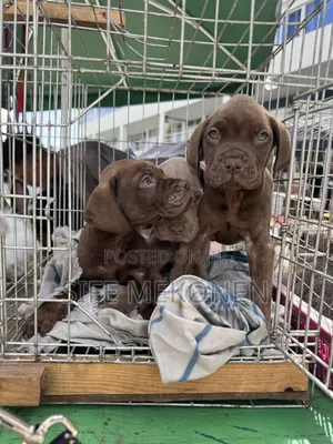 1-3 months Male Purebred Bullmastiff