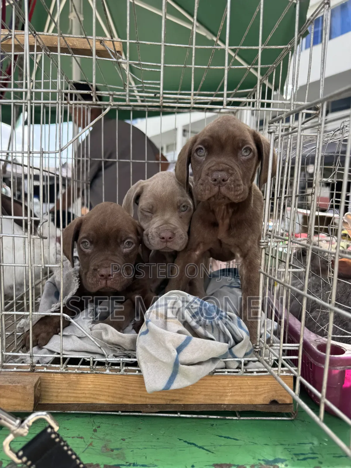 1-3 months Male Purebred Bullmastiff