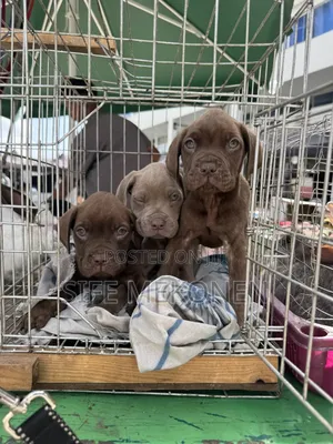 1-3 months Male Purebred Bullmastiff