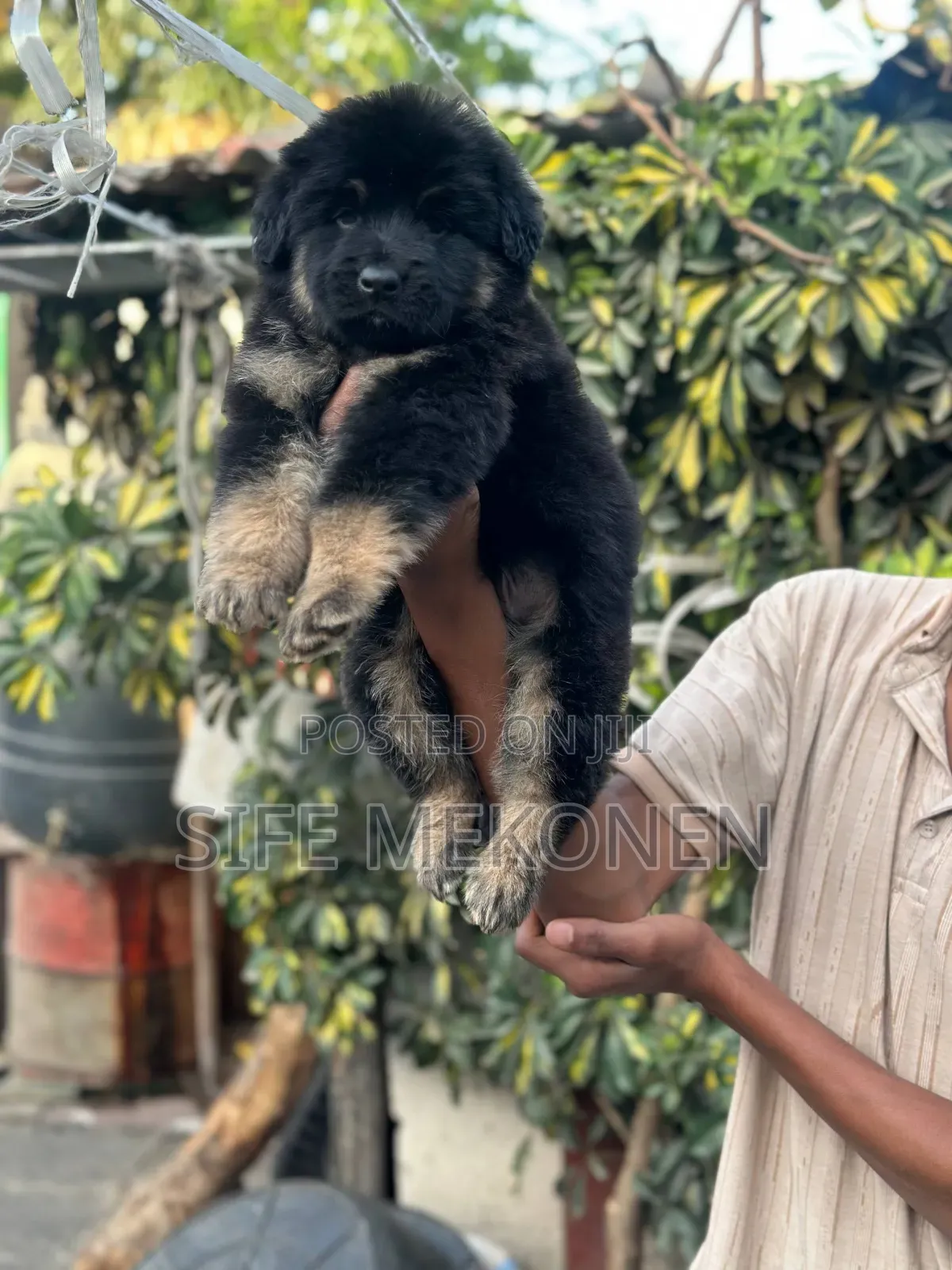 1-3 months Male Purebred German Shepherd