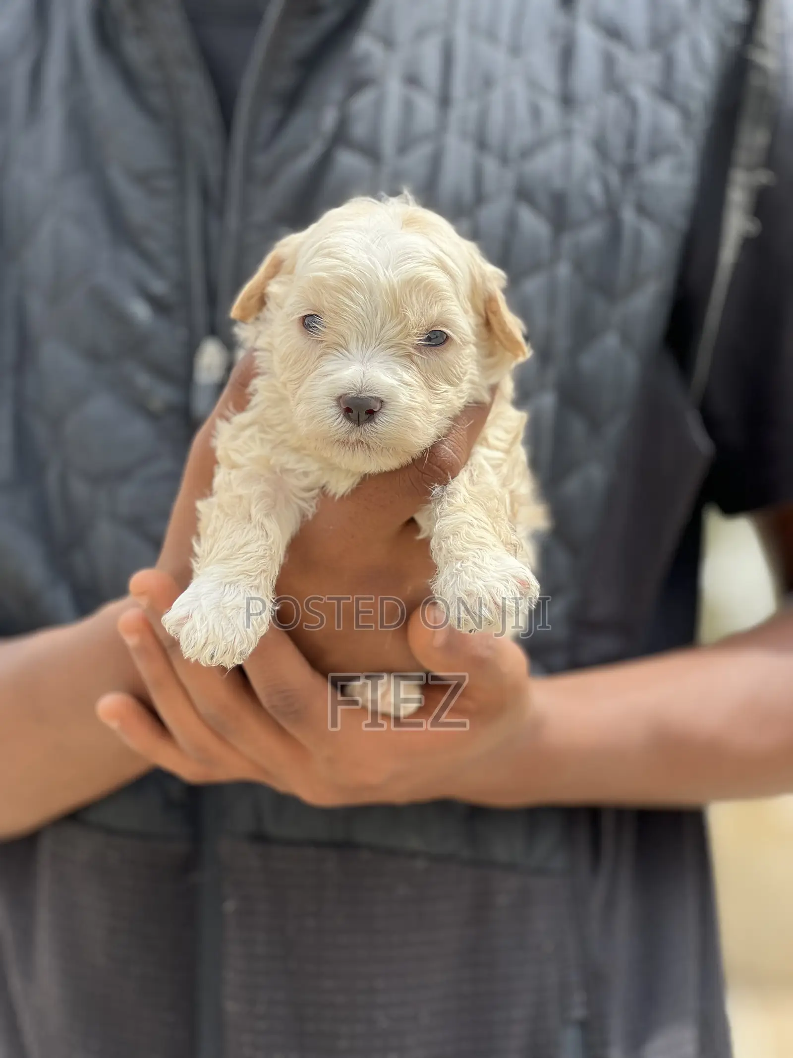 1-3 months Male Purebred Maltese