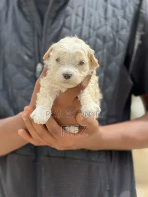 1-3 months Male Purebred Maltese