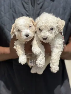 1-3 months Male Purebred Maltese