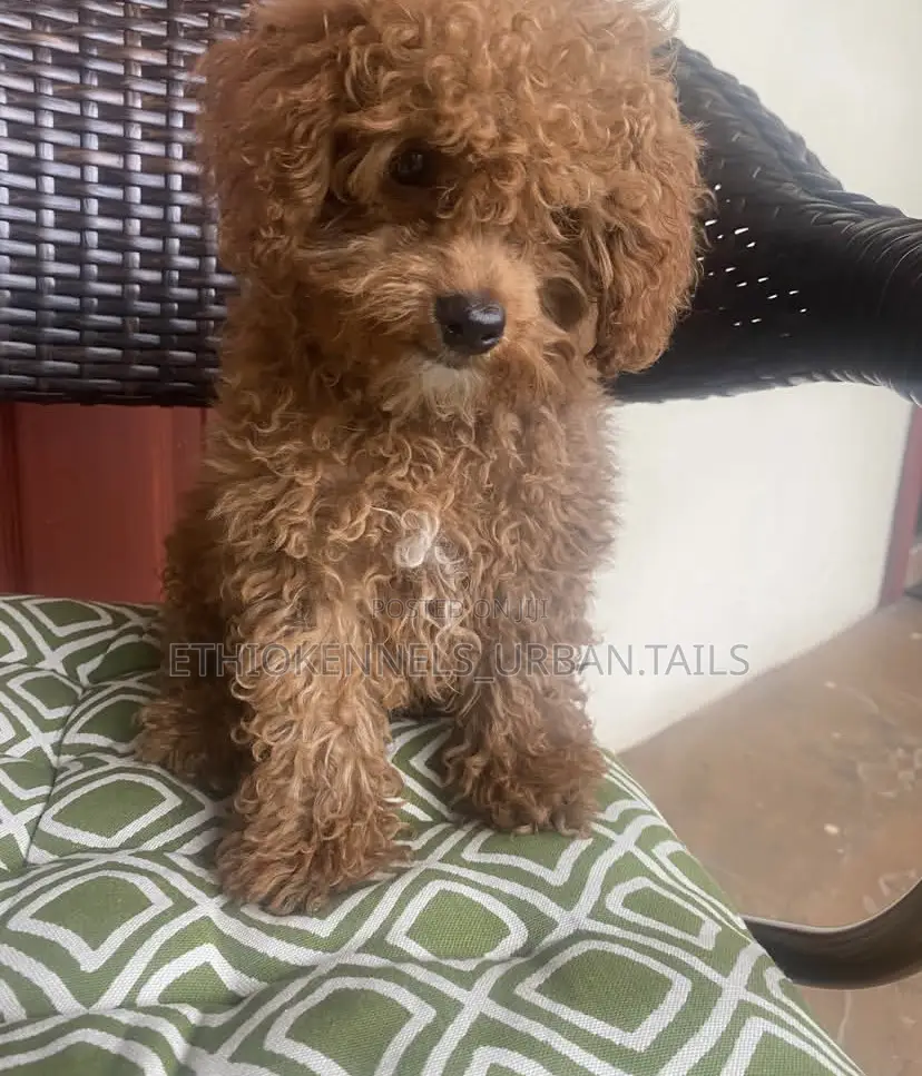 1-3 months Male Purebred Poodle