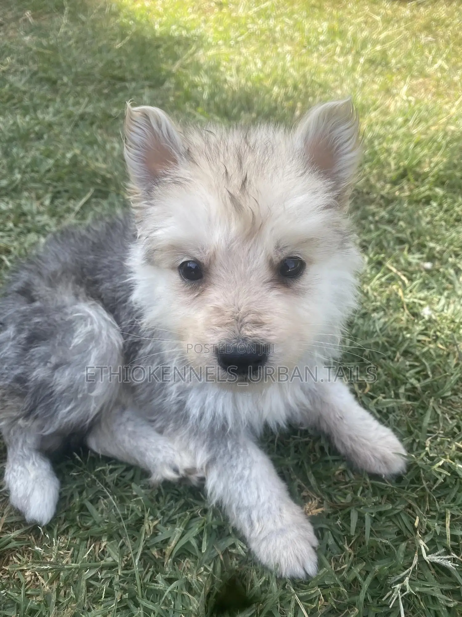 1-3 months Male Purebred German Shepherd