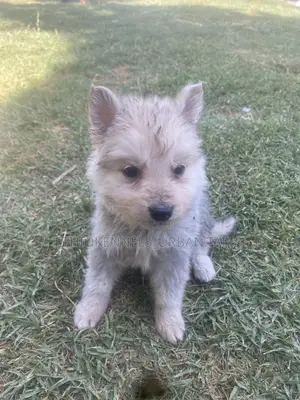 1-3 months Male Purebred German Shepherd