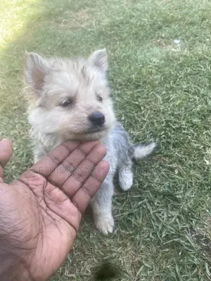 1-3 months Male Purebred German Shepherd