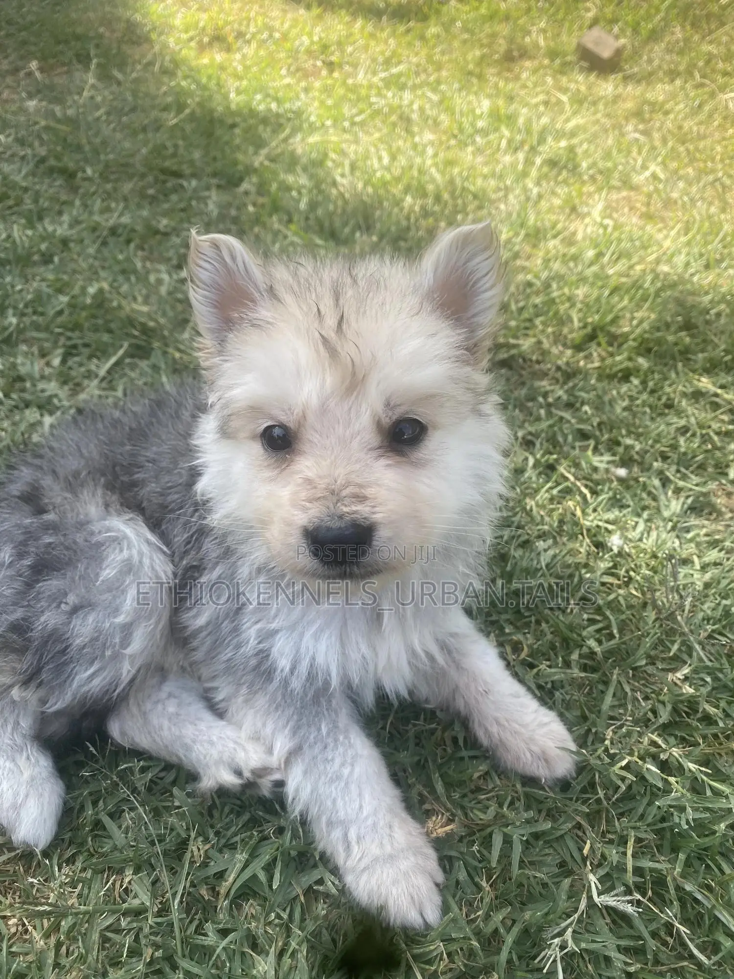 1-3 months Male Purebred German Shepherd