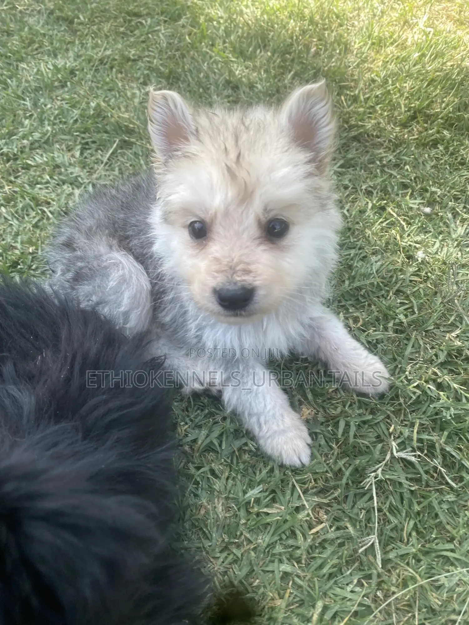 1-3 months Male Purebred German Shepherd