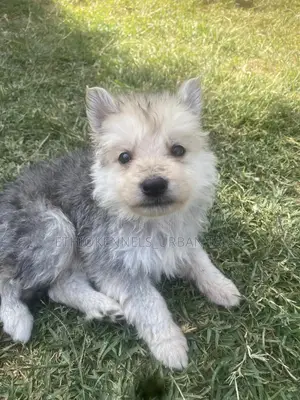 1-3 months Male Purebred German Shepherd