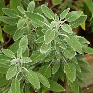 Sage Plant