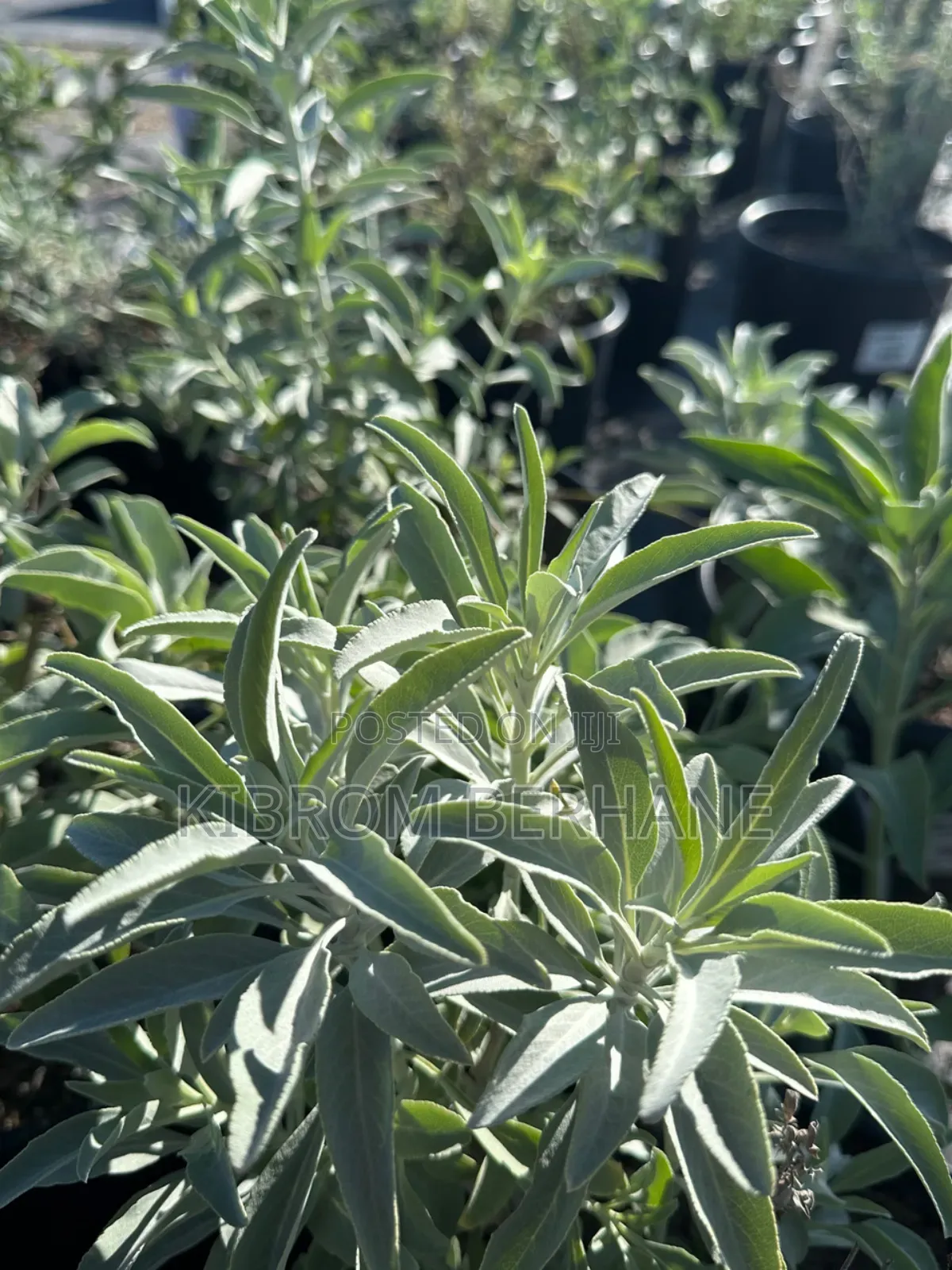 Sage Plant