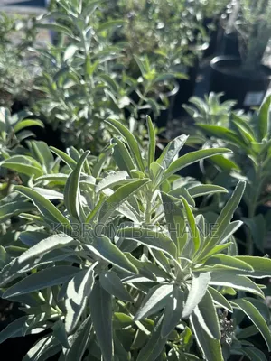 Sage Plant