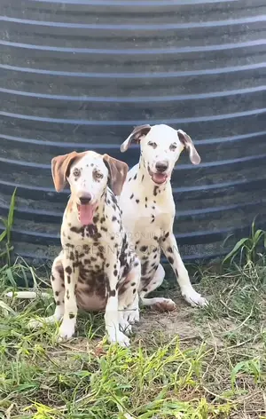 3-6 months Male Purebred Dalmatian