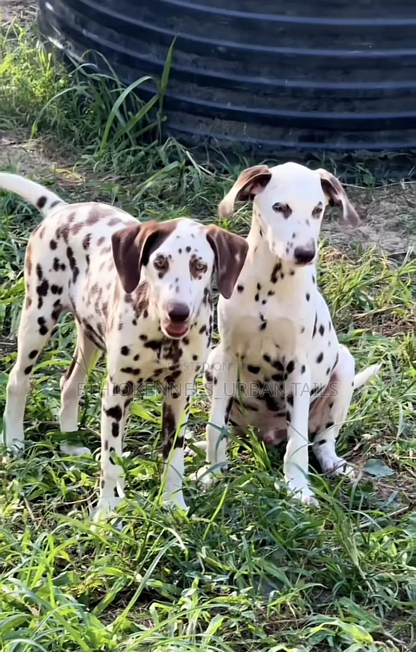 3-6 months Male Purebred Dalmatian