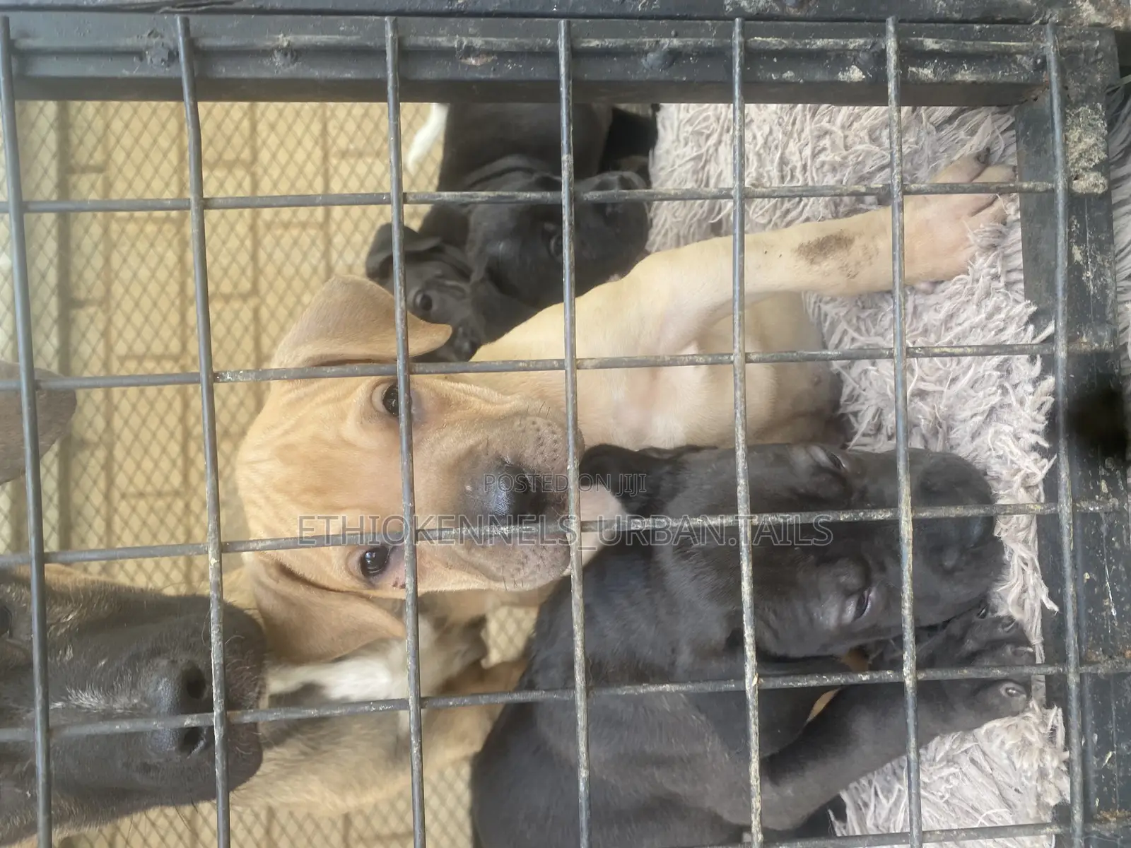 1-3 months Male Purebred American Pit Bull Terrier