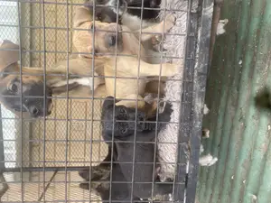 1-3 months Male Purebred American Pit Bull Terrier