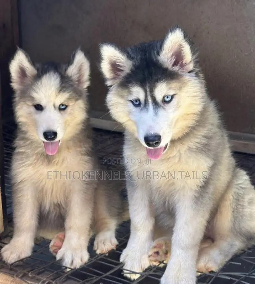 3-6 months Male Purebred Siberian Husky