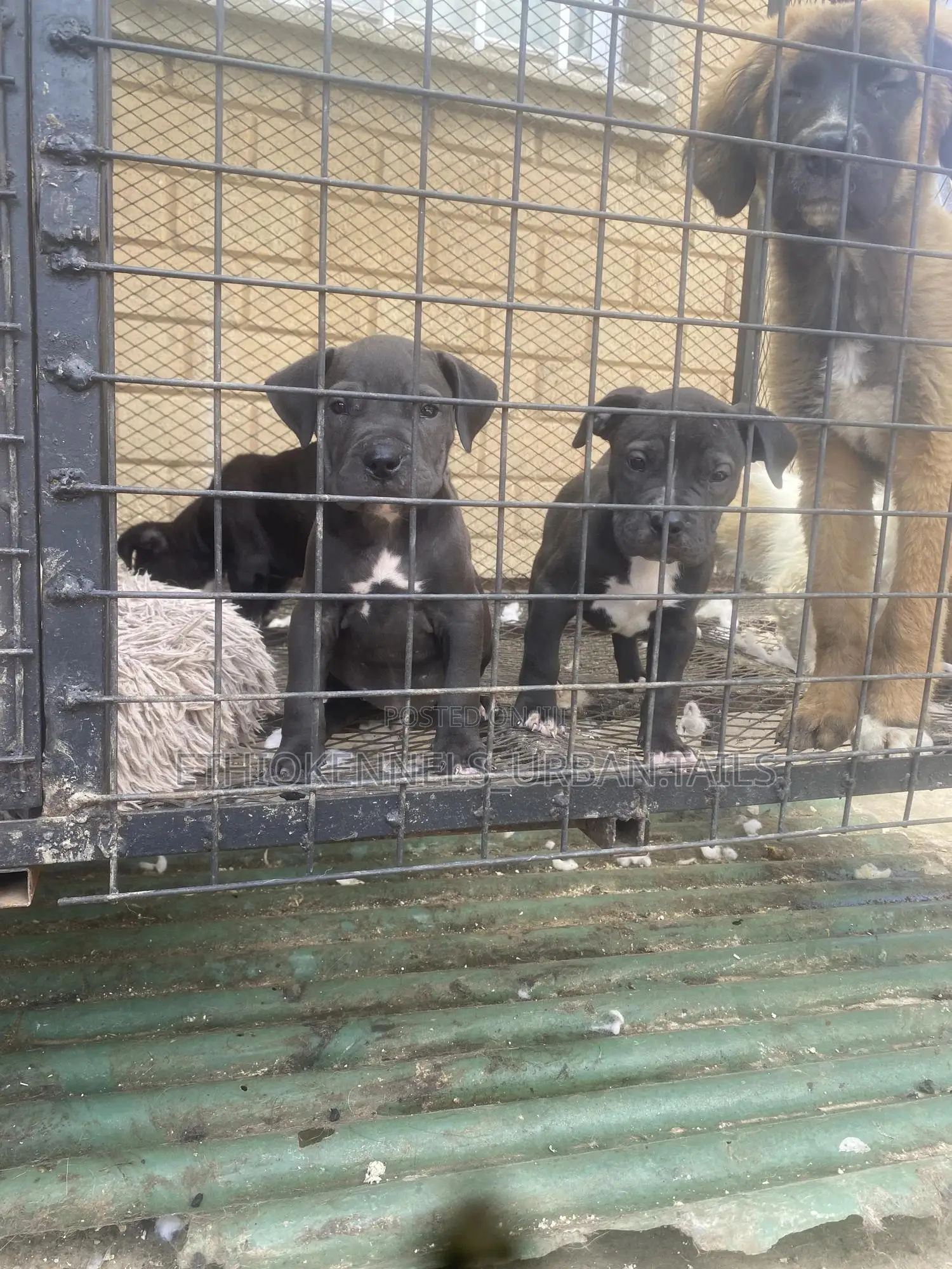 1-3 months Male Purebred American Pit Bull Terrier