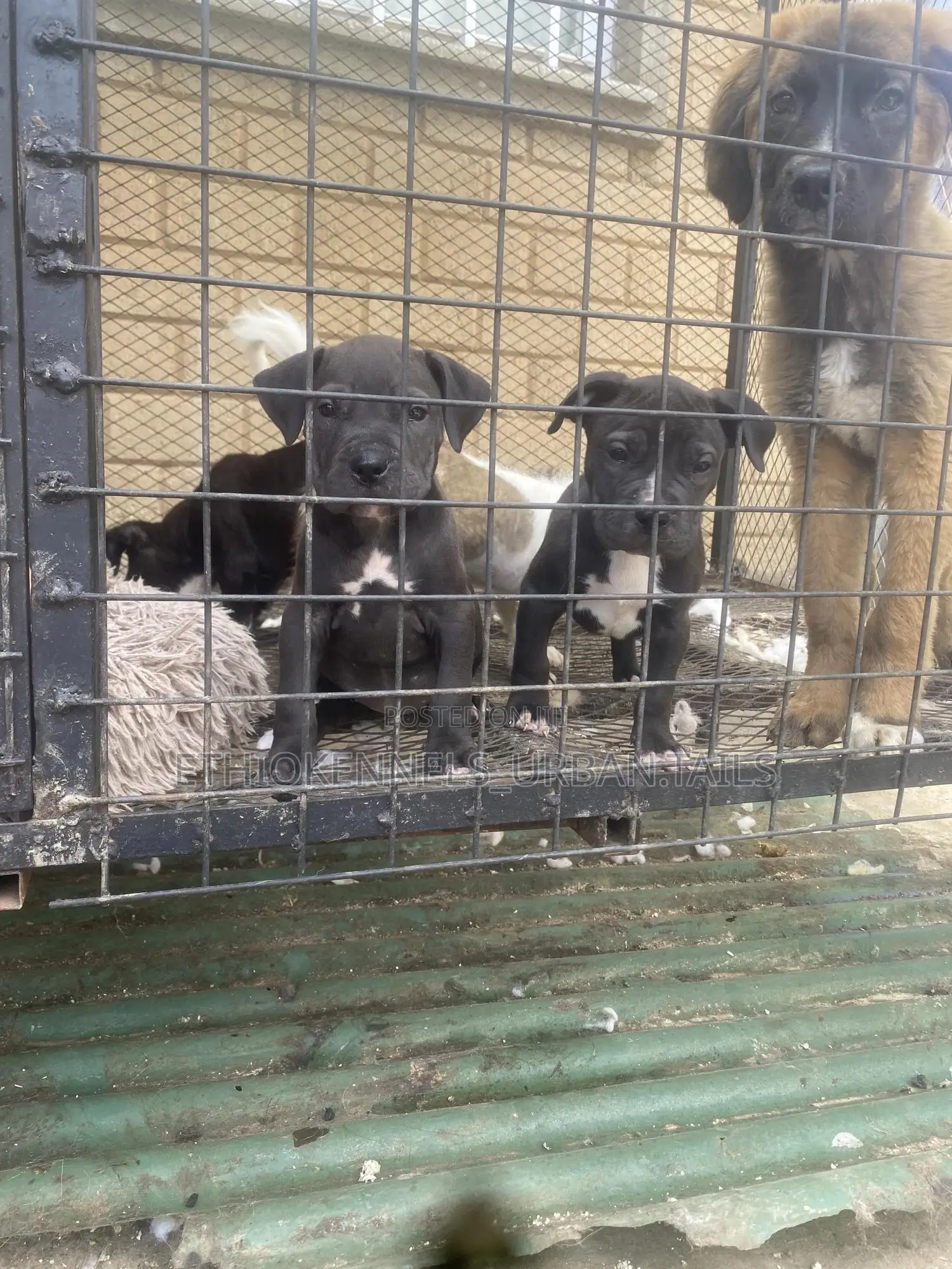 1-3 months Male Purebred American Pit Bull Terrier