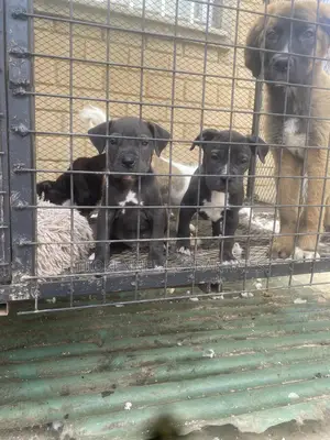 1-3 months Male Purebred American Pit Bull Terrier