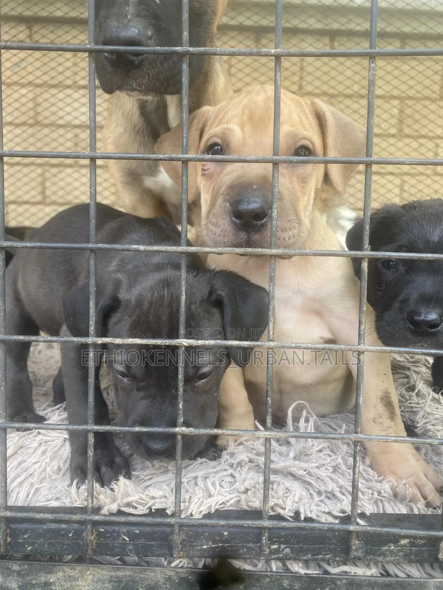 1-3 months Male Purebred American Pit Bull Terrier