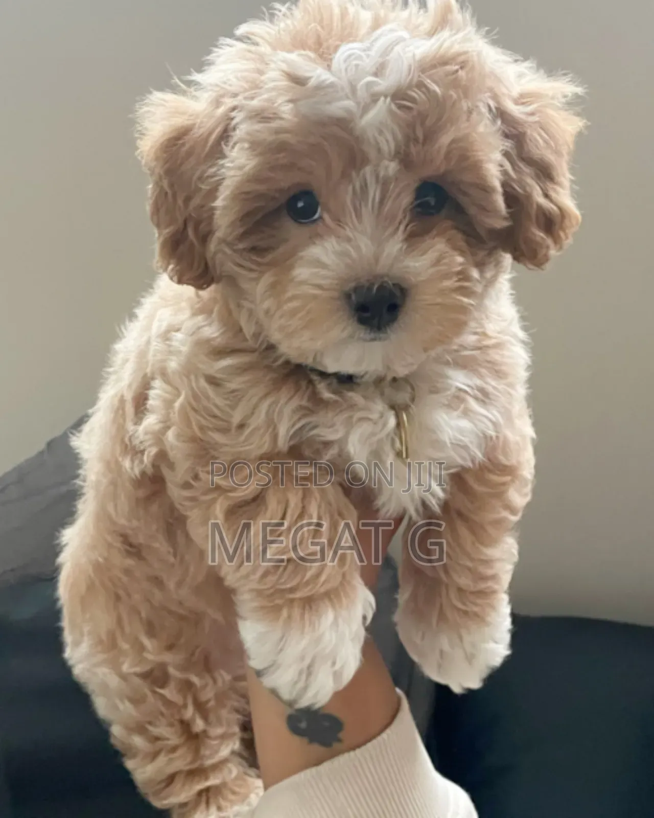 1-3 months Female Purebred Maltipoo