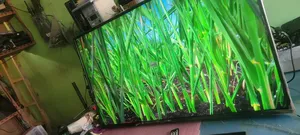 Lg 55 Used Almost New