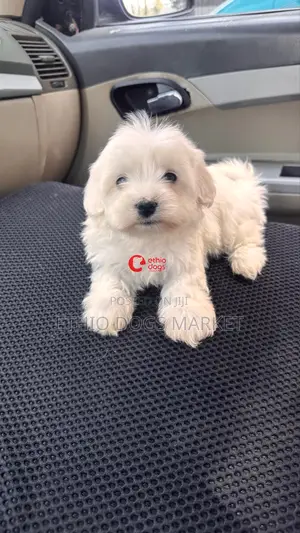 1-3 months Male Purebred Maltese
