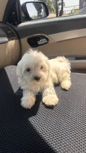 1-3 months Male Purebred Maltese