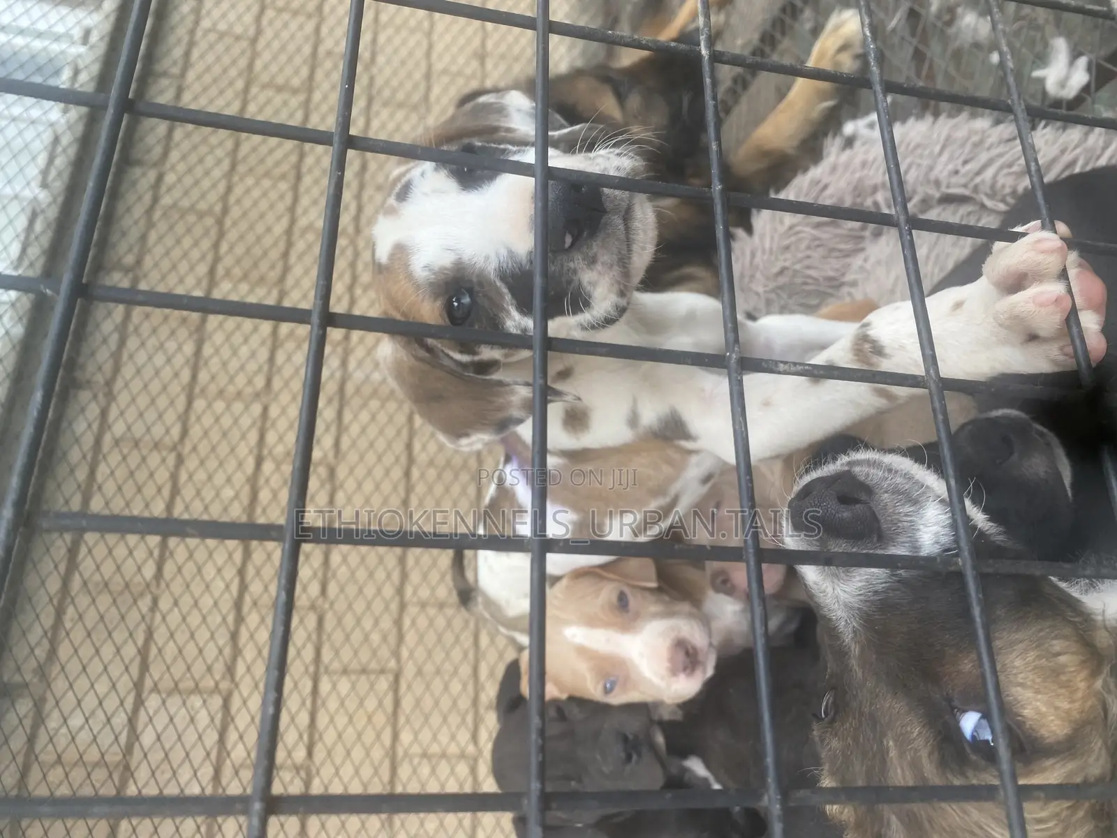 1-3 months Female Purebred Great Dane